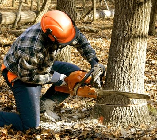 Tree Removal in Hubbard, TX